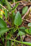 Viola lactea