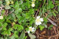 Potentilla montana