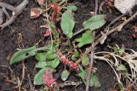 Rumex acetosella