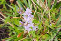 Veronica officinalis