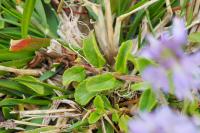 Veronica officinalis