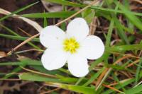 Arenaria montana