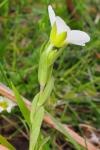Arenaria montana
