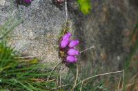 Erica cinerea