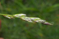 Danthonia decumbens