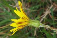 Scorzonera humilis