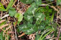 Ranunculus serpens