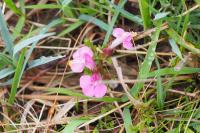 Pedicularis sylvatica