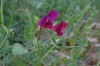 Vicia sativa