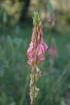 Onobrychis supina