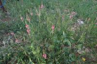 Onobrychis supina