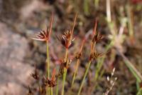 Juncus capitatus
