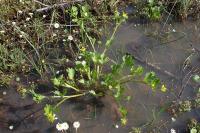 Ranunculus muricatus