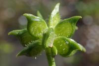 Ranunculus muricatus
