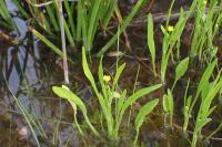 Ranunculus revelierei