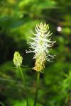 Phyteuma spicatum