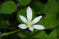Ornithogalum umbellatum