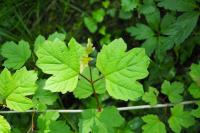 Viburnum opulus