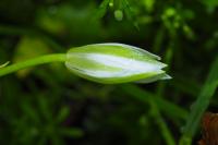 Ornithogalum umbellatum