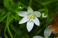 Ornithogalum umbellatum