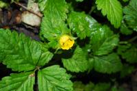 Potentilla indica