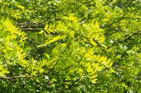 Robinia pseudoacacia