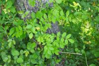 Fraxinus excelsior