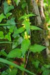 Lamium galeobdolon