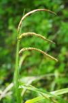 Carex pendula