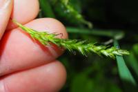 Carex sylvatica