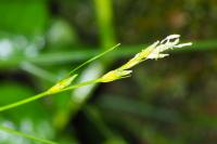 Carex remota