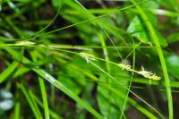 Carex remota