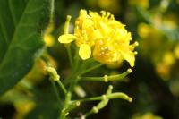 Rorippa sylvestris