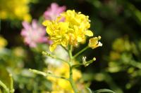 Rorippa sylvestris