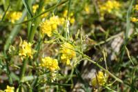 Rorippa sylvestris