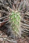 Cylindropuntia imbricata