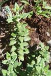 Teucrium flavum