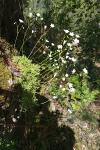 Saxifraga fragosoi