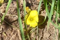 Oxalis pes-caprae