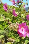Malva olbia