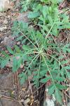 Knautia collina