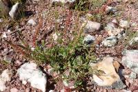 Rumex bucephalophorus
