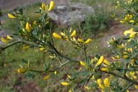 Cytisus spinosus