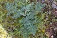 Thapsia villosa