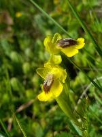 Ophrys lutea