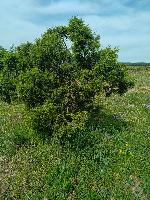 Juniperus oxycedrus