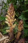 Orobanche hederae