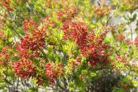 Erica multiflora