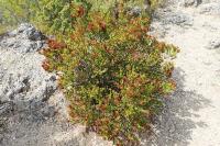 Erica multiflora