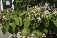 Clerodendrum trichotomum